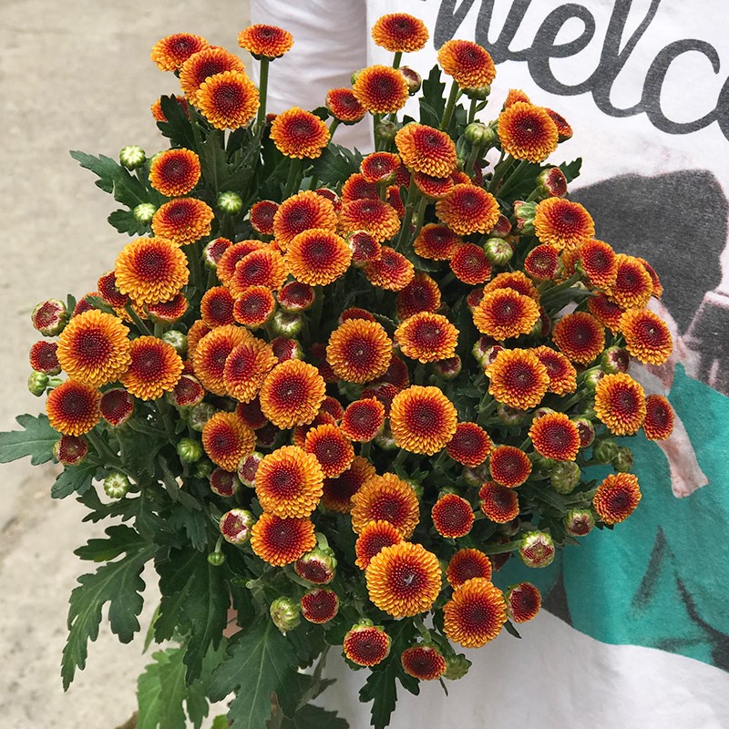 小雛菊洋甘菊鮮花雲南直髮直批鮮花花瓶插花水養鮮花花束 5支瑞白小