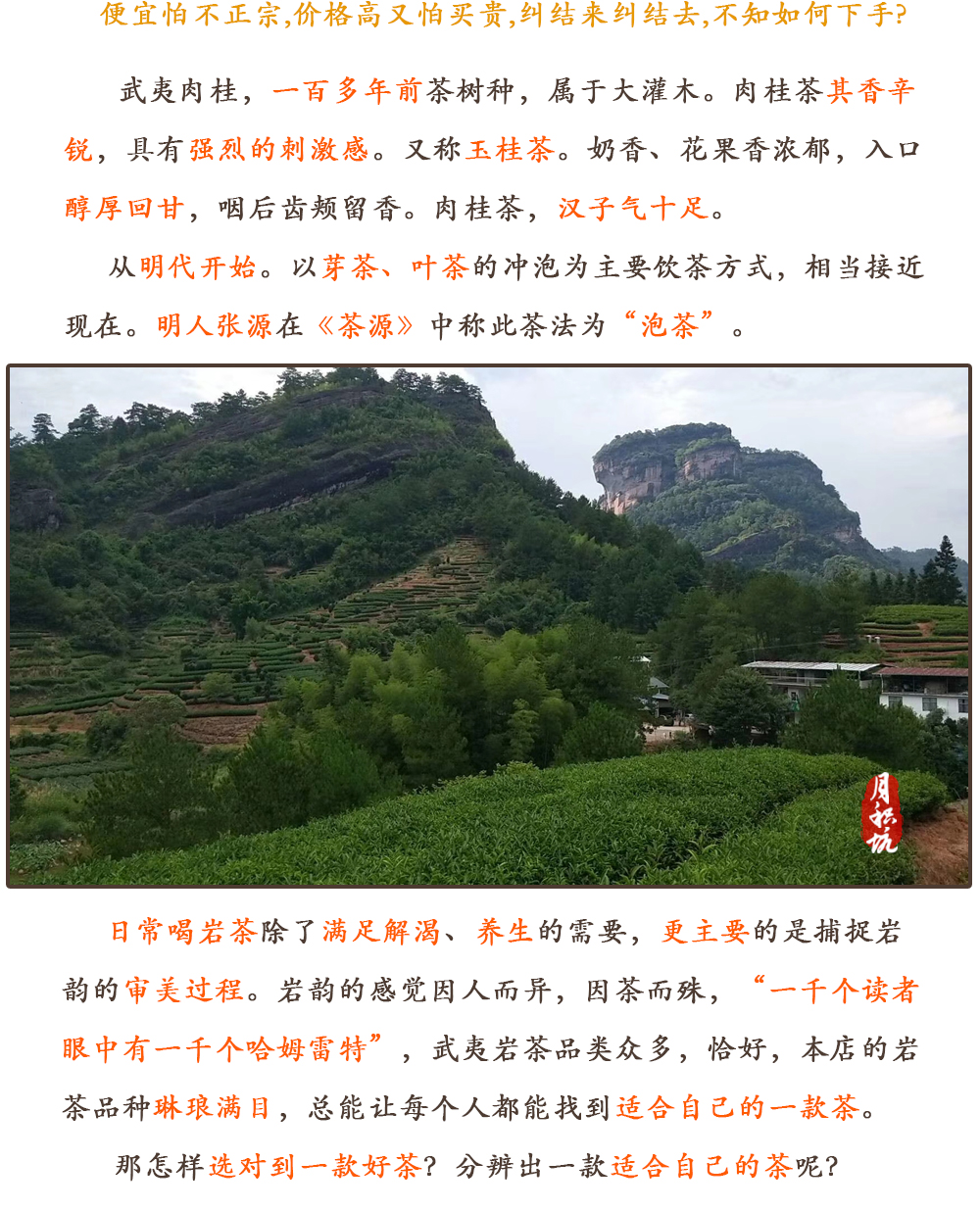 武夷山岩茶正岩肉桂茶大桂皮香霸气茶叶礼盒装送礼月积坑67g