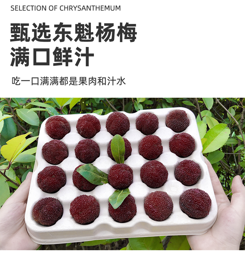 正宗仙居东魁杨梅鲜果浙江台州杨梅现摘现发当季时令水果贡品9a级20颗