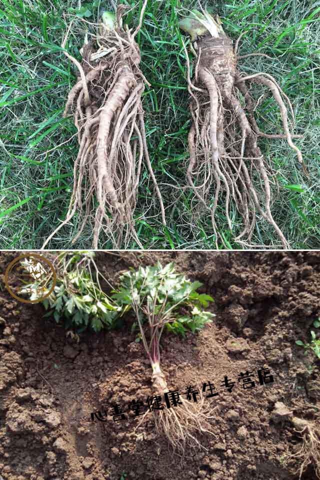 【】四川鲜当归500g 新鲜当归 当归批实发 现挖现实发 农味鲜 农味鲜