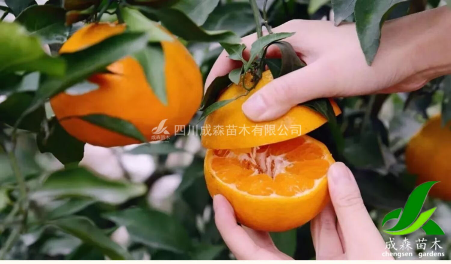 春见柑的嫁接最佳时间是几月份(春见柑橘什么时候成熟)