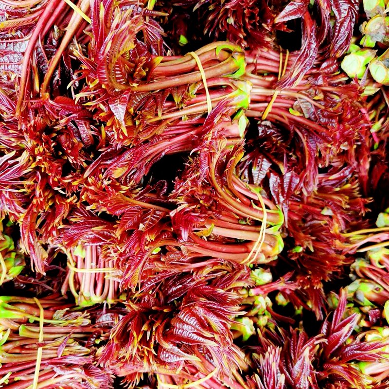 现货速发红香椿芽新鲜头茬春芽菜红油香椿菜头2斤划算