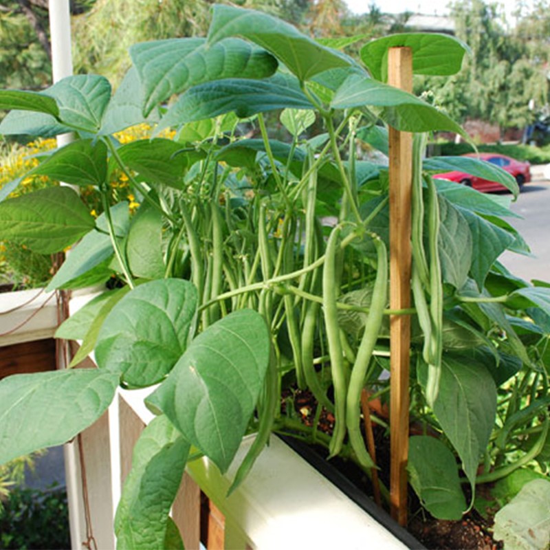 凤鸣雅世 泰国地豆种子菜种地豆种孑无架种籽矮生豆角种籽无丝豆种种