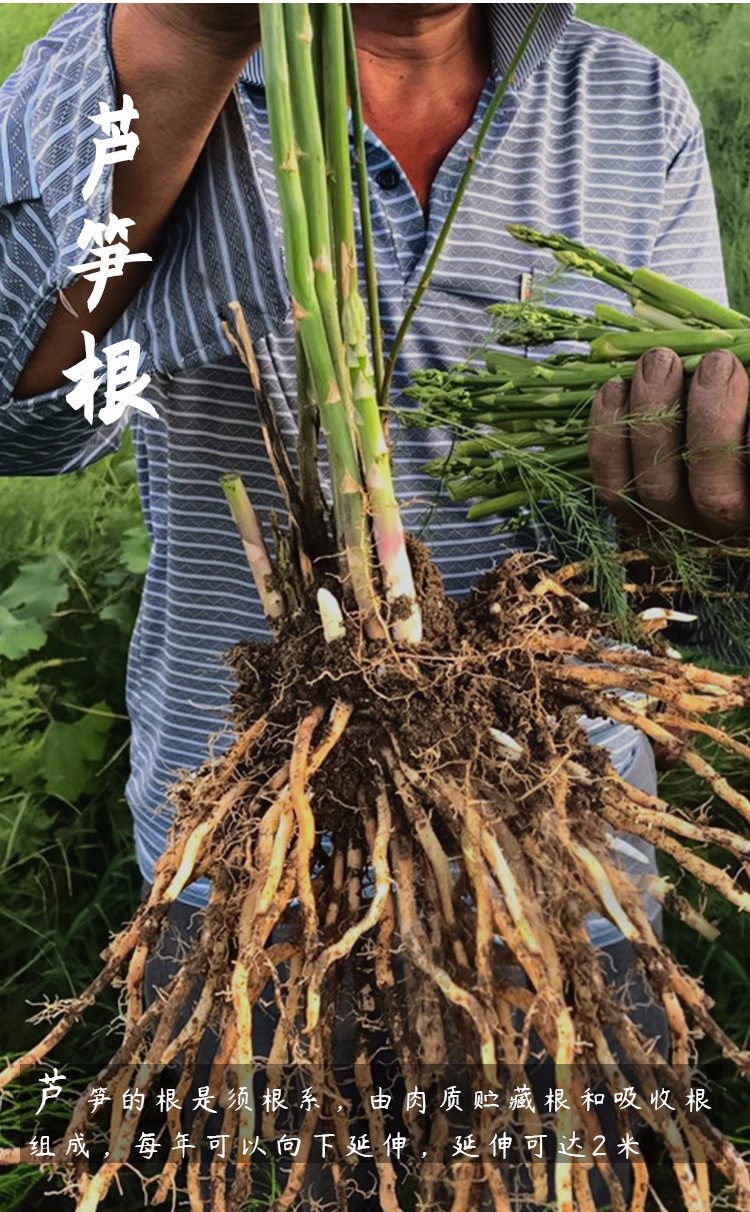农之子 芦笋根苗种苗紫芦笋 绿芦笋根两年生 6棵【图片 价格 品牌