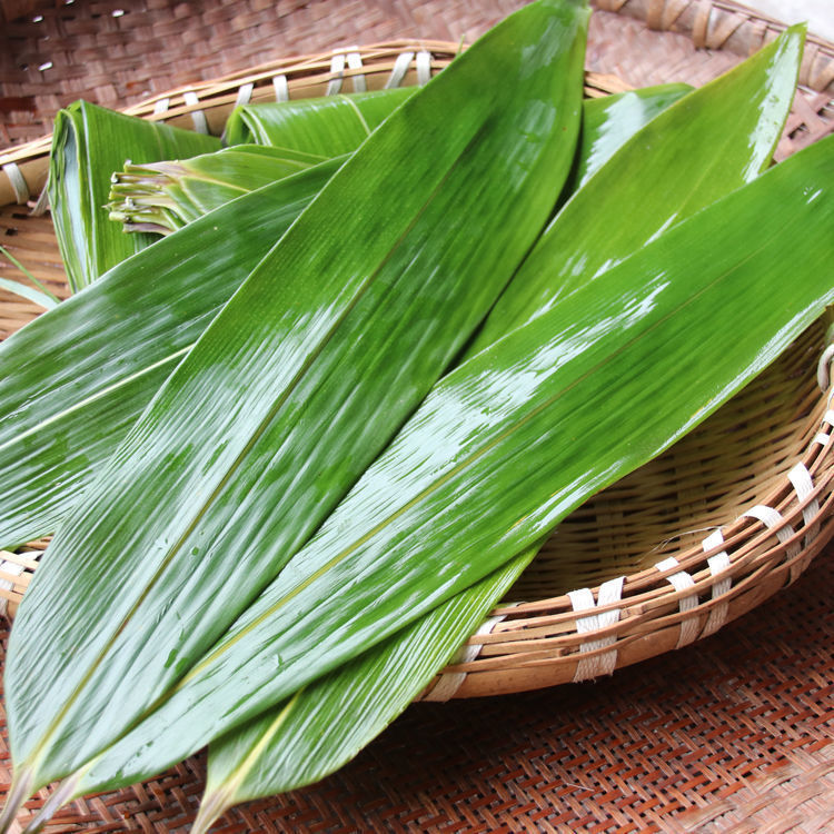 (现摘直发) cozok 新鲜大粽叶江西现摘野生粽子叶真空包装棕叶箬叶带