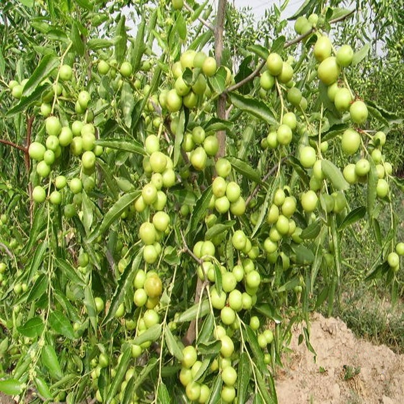 唯友weiyou果树苗枣树苗盆栽嫁接枣树树苗当年结果南北方种植葫芦枣15