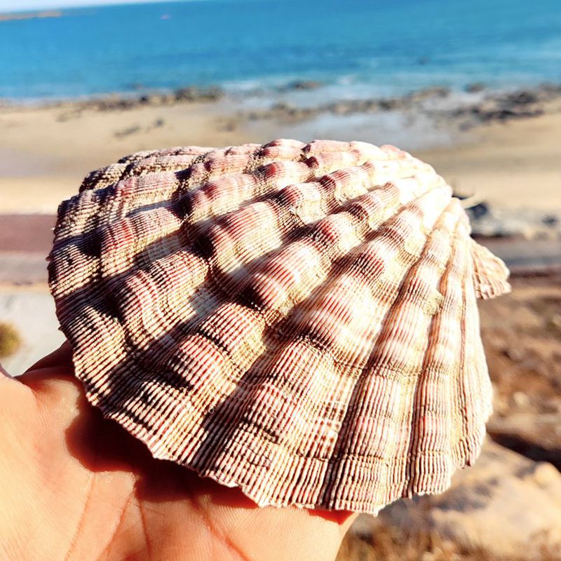 贝壳海螺天然狮爪贝鱼缸造景水族箱装饰盘子海洋生物收藏拍摄道具 12
