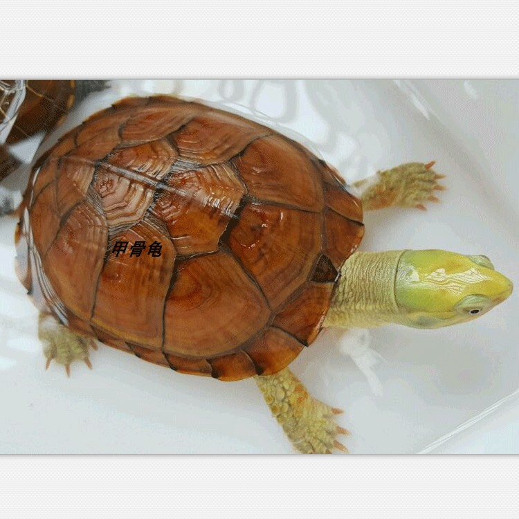 乌龟活物活体甲骨龟外塘杂交小青龟腊戎龟龟观赏龟乌龟苗活物 腊戎龟