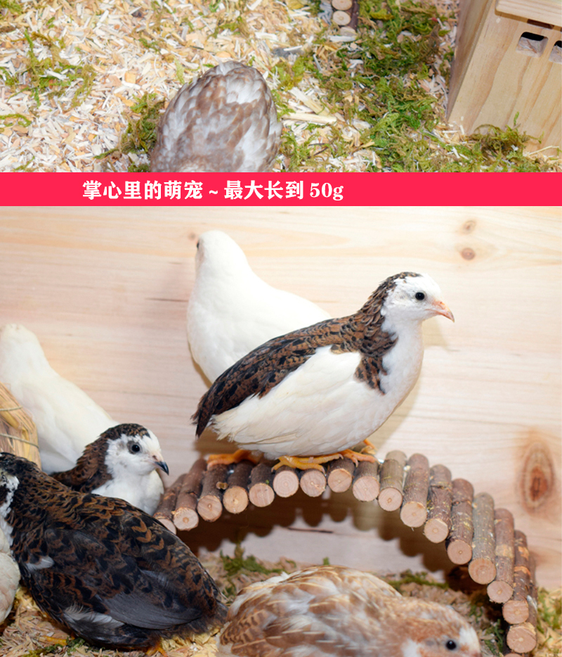 中国观赏鸡小型图片