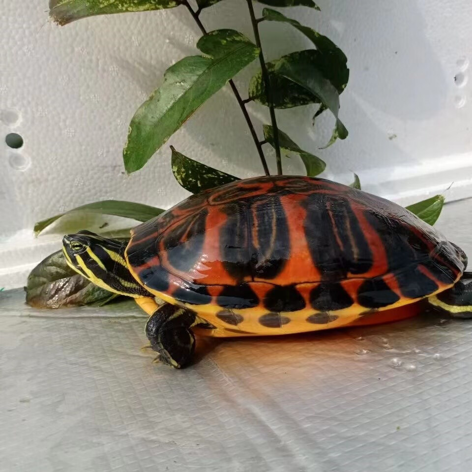 纯种宽纹火焰龟龟苗禄仔深海吃素龟深水吃粪龟素食龟冷水 全品火焰 8