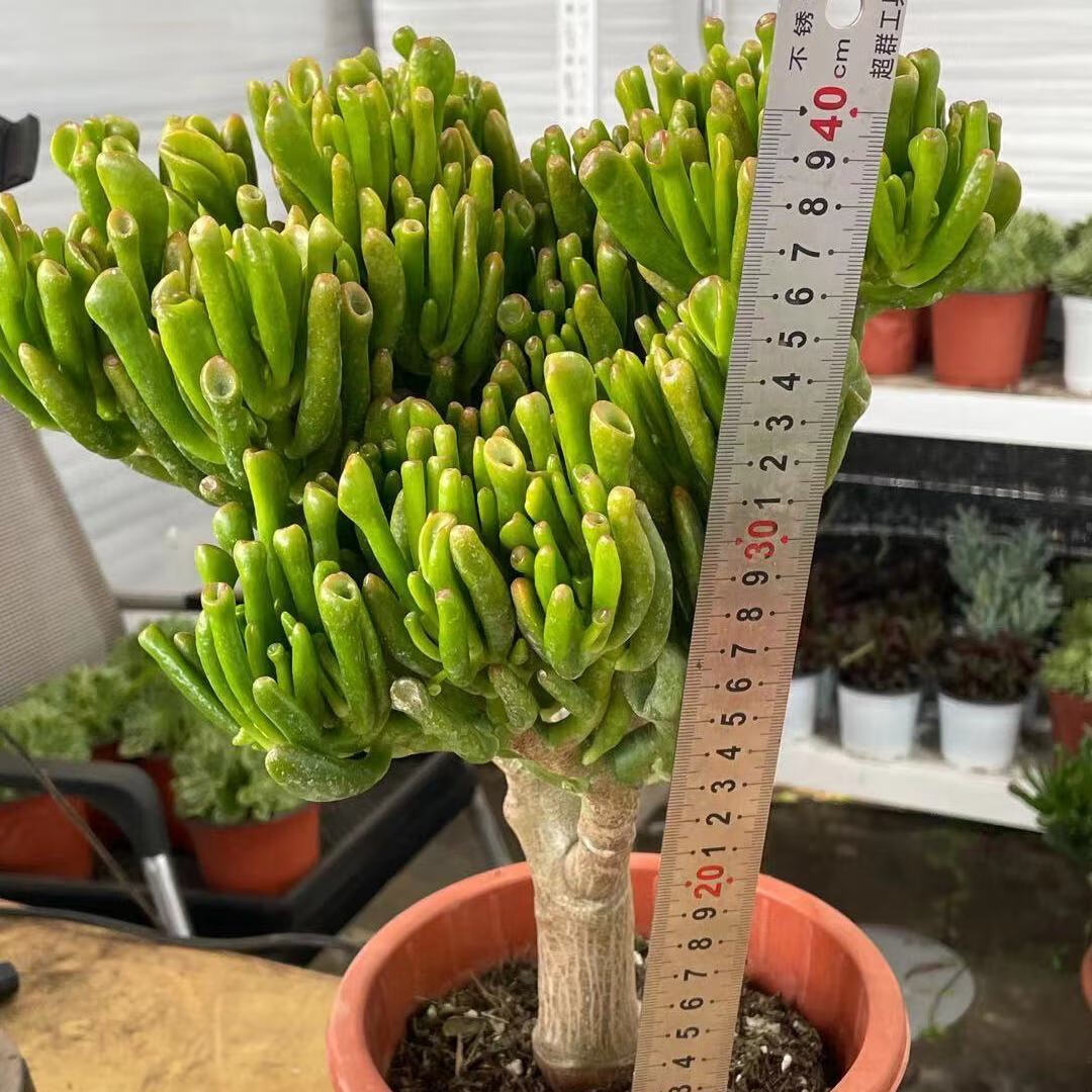 云南昆明基地直发吸财树招财猫老桩多肉招财多肉脱土发货麦桑荷吸财树