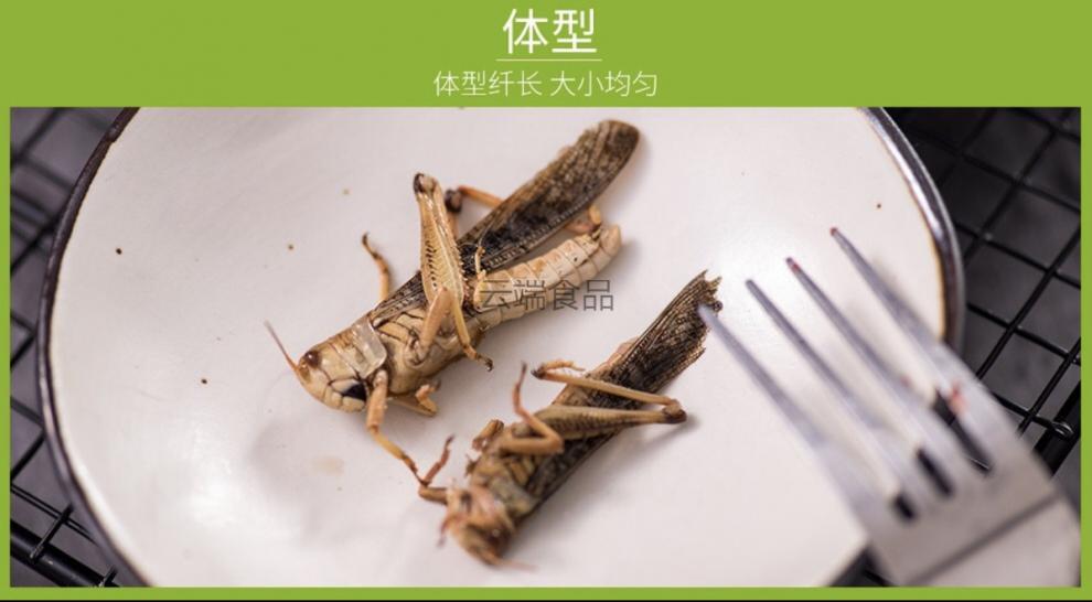 童年味道新鲜活体蚂蚱冰冻蝗虫去翅蚂蚱油炸烧烤食材批发去翅纯母带籽