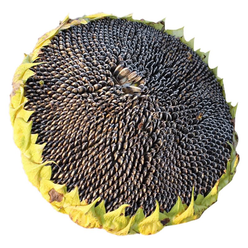 北蔬向日葵种子盆栽可食用葵花籽可食用丨大粒363食葵f1200g