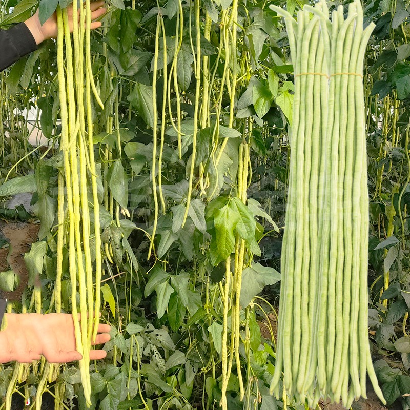 民汇园 新美国无架豆种子 豆角 早30豇豆 无架豆 春秋长红 春秋龙纹