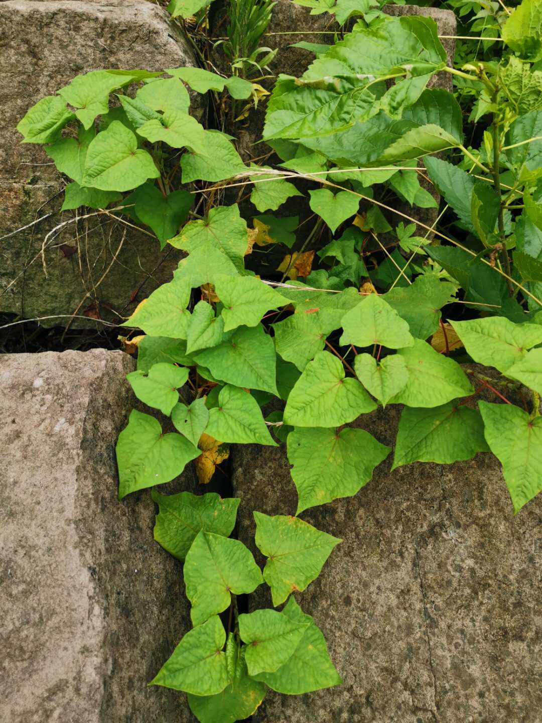 四川新鲜现挖野荞麦根2斤土三七疙瘩装苦荞麦根 野生天荞麦金开锁 种