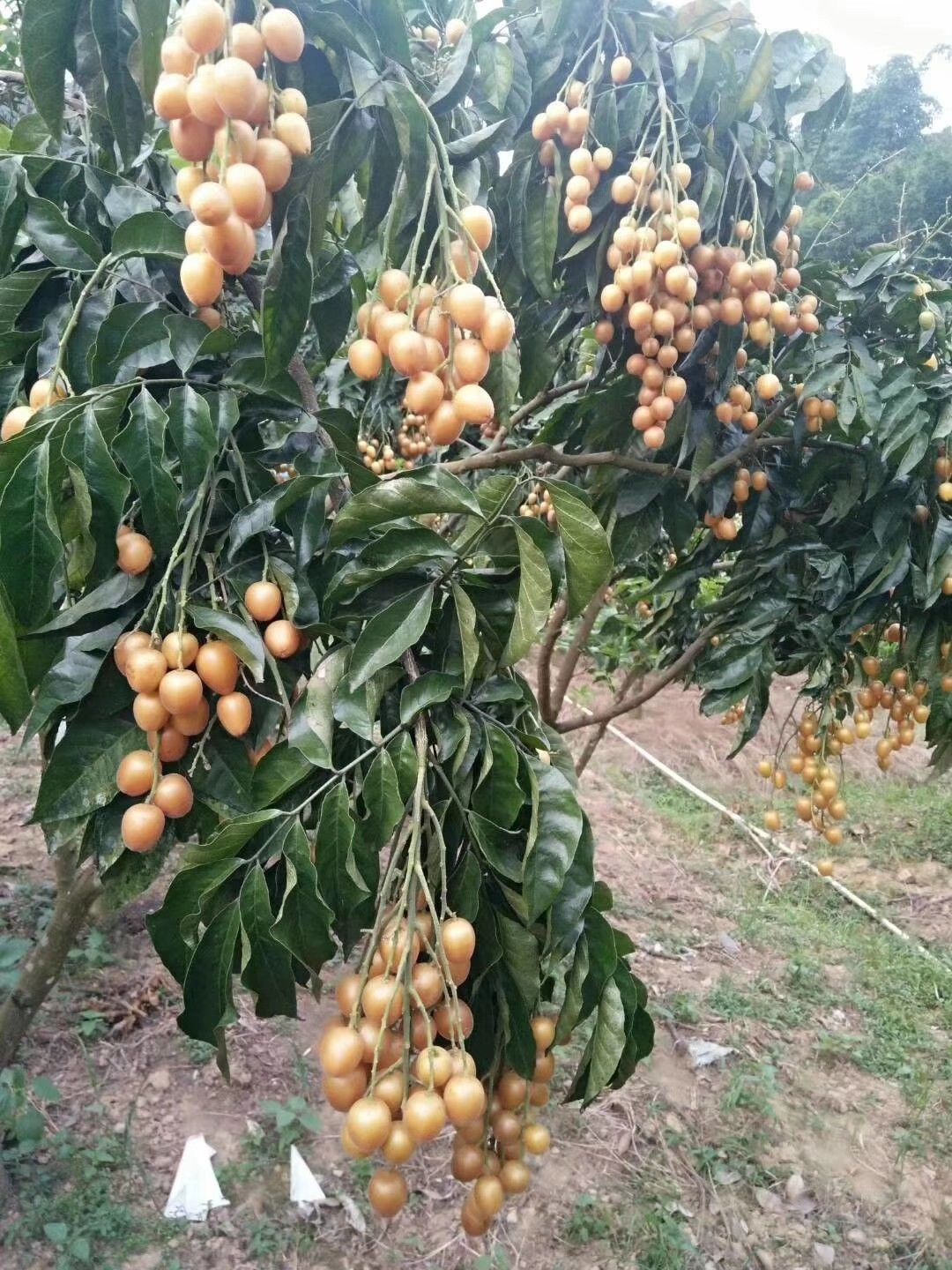 有仁堂买2餸1云浮郁南无核黄皮苗大鸡心苗冰糖苗母树嫁接果苗无核黄皮