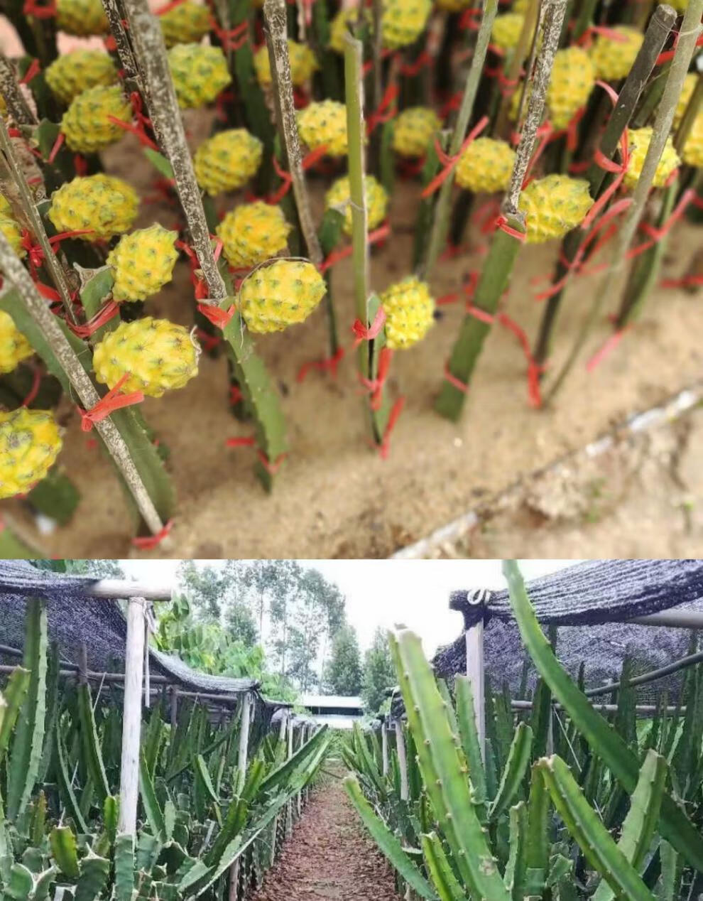 厄尔瓜多黄色燕窝火龙果苗嫁接苗黄皮白肉蜜甜四季结果南北方盆栽黄