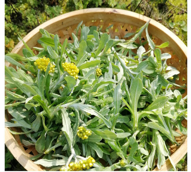 现摘清明草鼠曲草新鲜艾草春季鼠麴草佛耳草鼠耳草田艾粑粑15kg