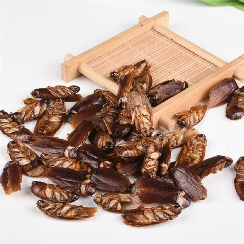 迎亿堂 精选优质美洲大蠊公虫 中药材 药用蟑螂干 偷油婆 免费磨粉 50