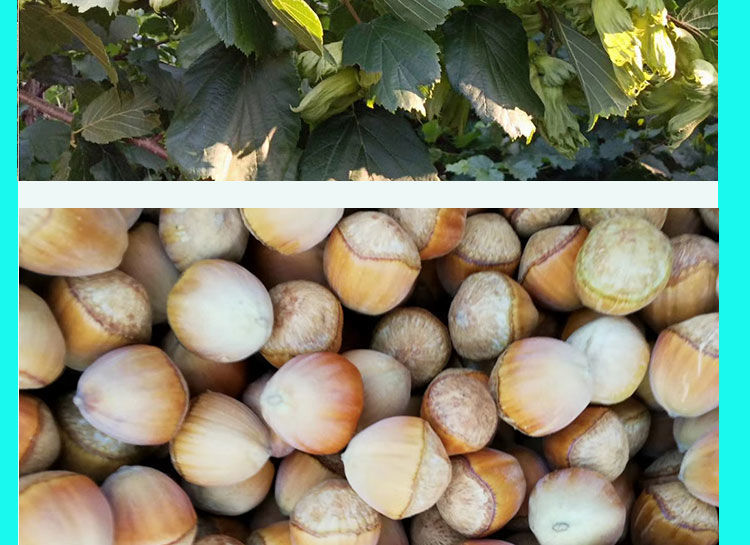 江影清大榛子树苗辽榛大榛子苗树地栽盆栽北方种植平欧28号2年苗2棵装