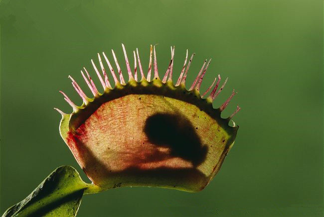 捕蝇草盆栽栽好发货吃蚊子苍蝇的植物吃蚊草捕蝇草消灭蚊虫食人花食虫