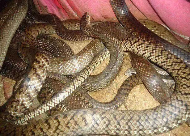 食用肉蛇 养殖场新鲜水律蛇菜花蛇生鲜非熟食500g条重现杀整条食用 整