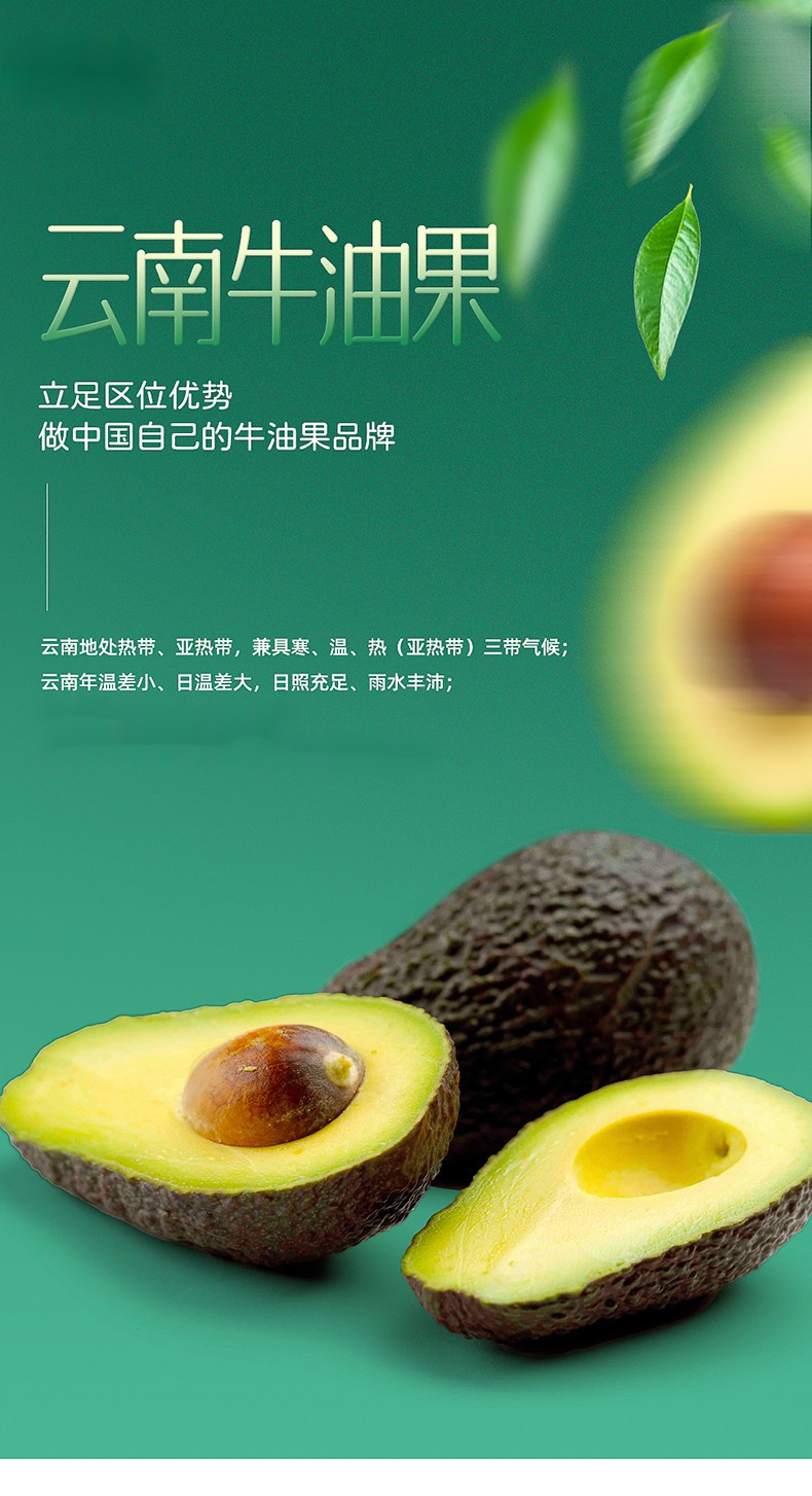 云南牛油果孟连国产特级哈斯hass牛油果新鲜水果鳄梨大果顺丰直达10个