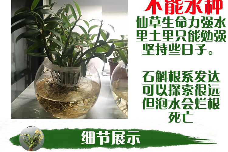 盆栽1斤可食用铁皮石斛苗霍山石斛兰兰花铁皮石斛苗一斤赠植料肥料不
