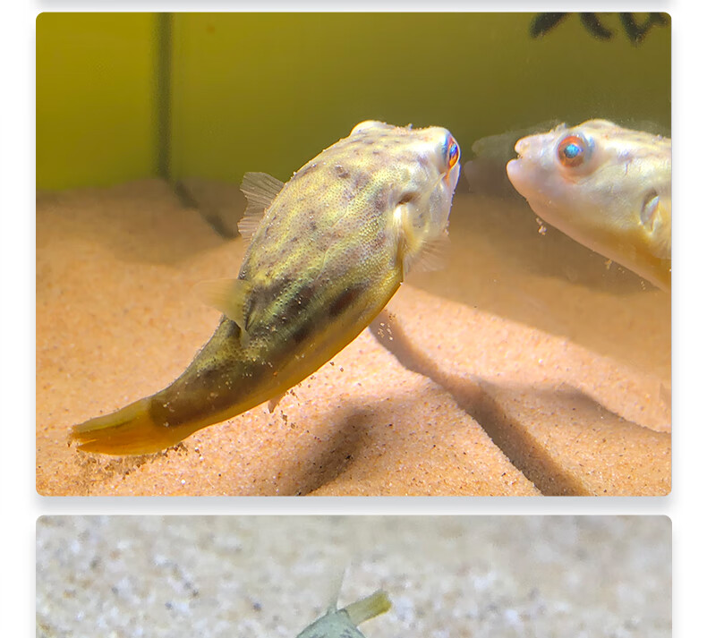 zxc观赏热带鱼斑马狗头好养鱼苗淡水活体小型宠物凶猛狗头鱼 斑马狗头