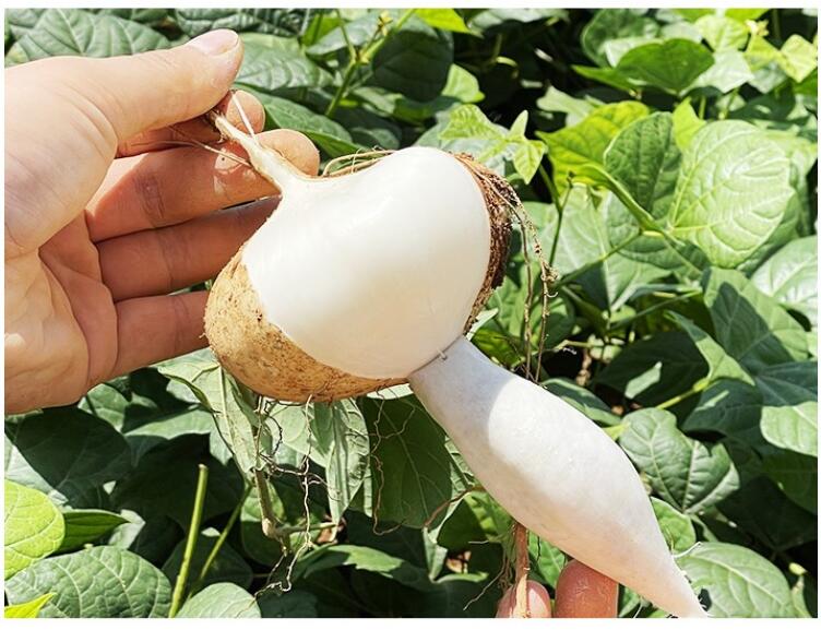 源外 凉薯新鲜 现挖白地瓜 沙葛地萝卜农家蔬菜水果 9斤【图片 价格