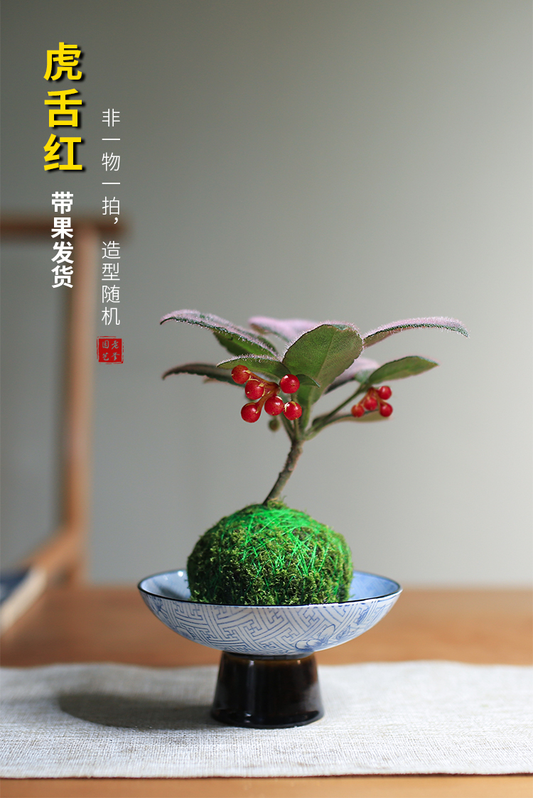 虎舌红盆景水培苔玉造型苔藓球带果植物室内净化空气办公室吸甲醛青花