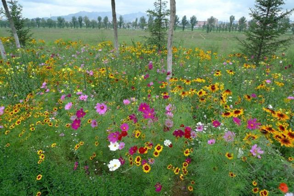 唯友weiyou耐寒花种多年生野花组合种子四季开花不断花籽庭院易种活