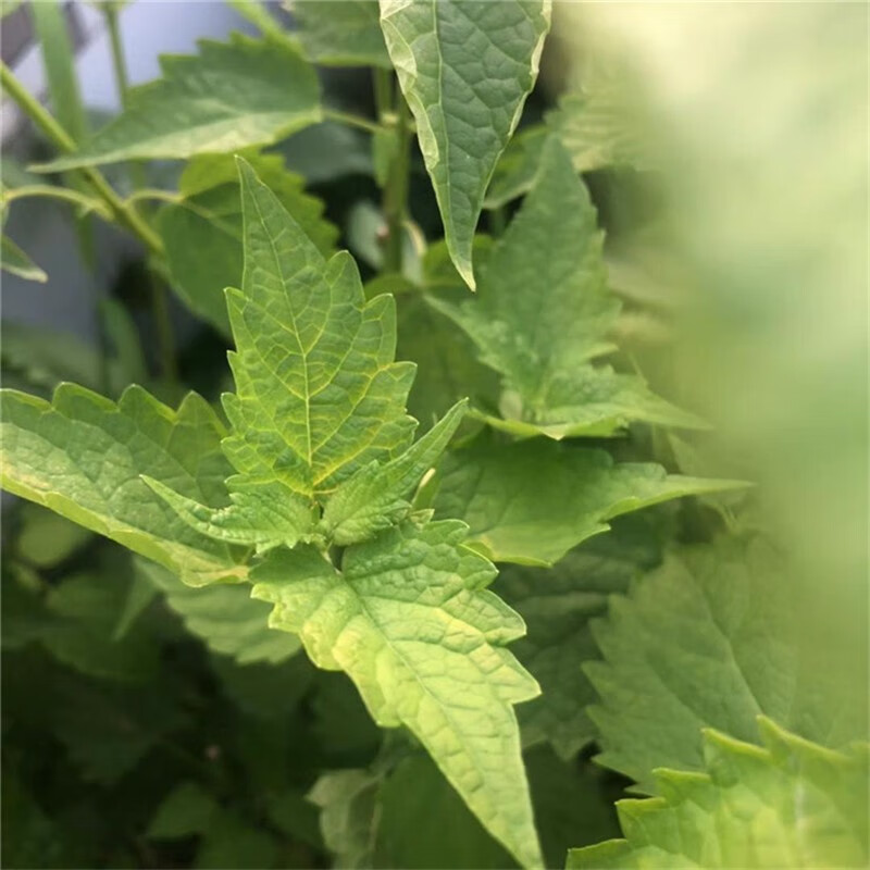 媚調四川新鮮藿香葉 魚香葉 魚香菜藿香苗草做菜 果濃霍香葉子 精選3