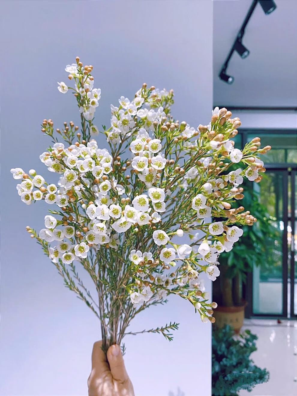 腊梅鲜切花春节年宵花喜庆室内水养瓶插红色澳梅花 红色一束 吸色