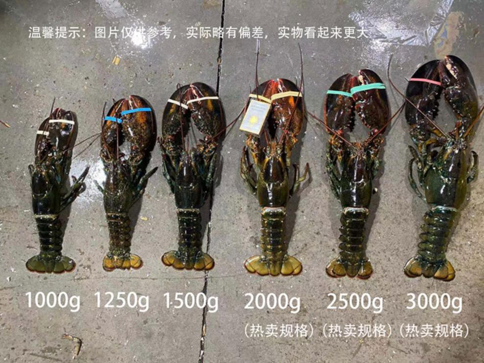 波龙波士顿龙虾特大28斤海鲜澳洲澳龙鲜活冷冻大龙虾小憨哇45斤