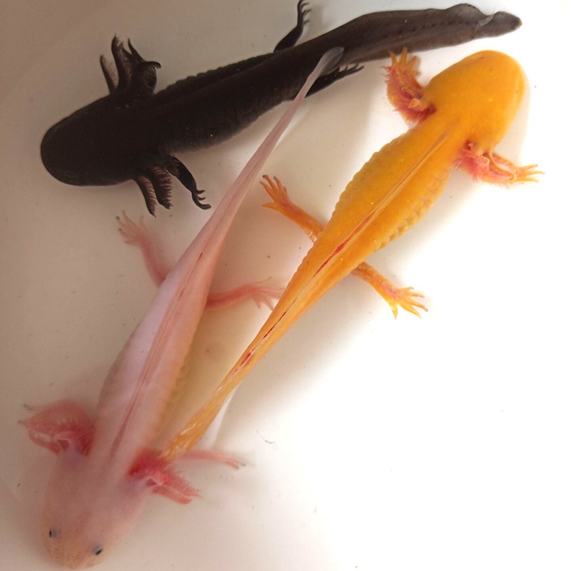 麦叮卡六角恐龙鱼苗宠物冷水观赏鱼淡水鱼黄金龙1条1417cm