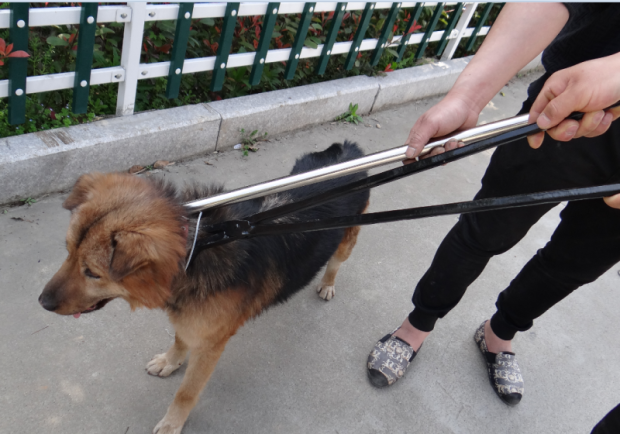 救助工具抓捕網兜捕狗器抓狗神器套狗繩流浪貓動物防咬手套捕狗鉗伸縮