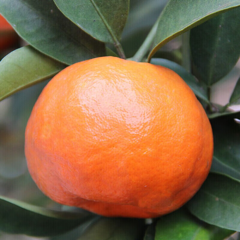 【新款】四川红橘大红袍橘子万州红桔重庆桔子新鲜水果10斤陈皮川桔