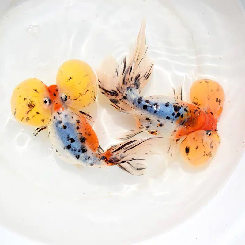 精品五花水泡金鱼活体观赏鱼苗包活练手好养水泡眼小型鱼68cm精品黑