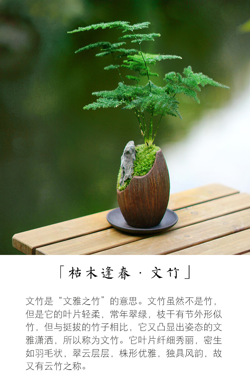 文竹山水盆栽观叶办公桌室内窗台桌面禅意绿植客厅书房苔藓趣味枯木盆