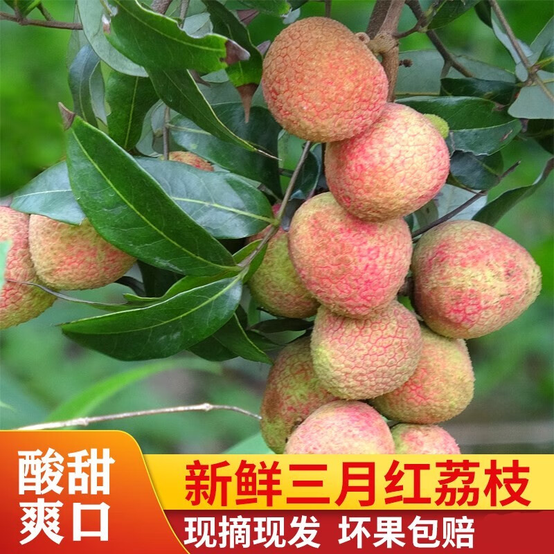 青樱红荔现货新鲜荔枝茂名高州三月红荔枝酸甜水果新鲜应季水果荔枝
