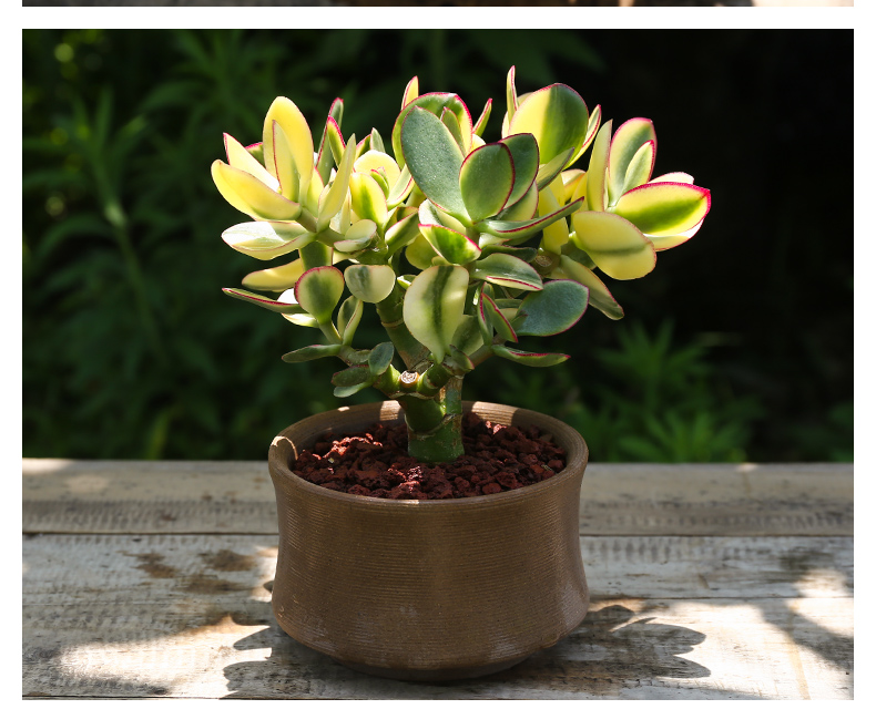 htyun红边玉树盆栽姬红花月老桩大型多肉黄金花月锦植物三色大叶玉树