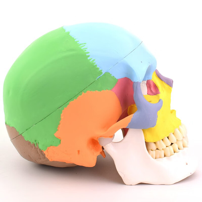 腦顱骨 面顱骨 頭顱側位教學模 人體頭骨模型 骨性分離款