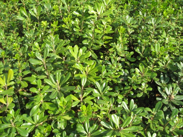 海桐树苗海桐球庭院园林绿篱笆植物围墙四季常青气味芳香海桐球冠幅80