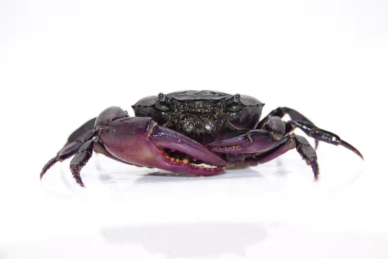紫地蟹恶魔蟹相手蟹宠物蟹观赏蟹活体陆地淡水蟹清洁蟹水族辣椒蟹