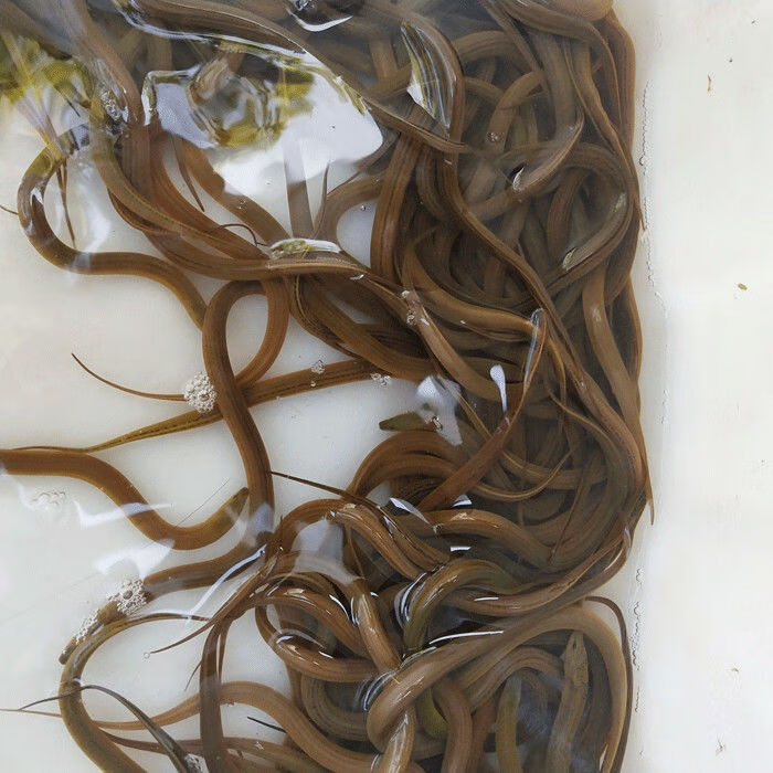 黄鳝水花苗长鱼苗鳝鱼活体鱼苗小黄鳝苗淡水养殖鳝苗活体包活黄鳝水花