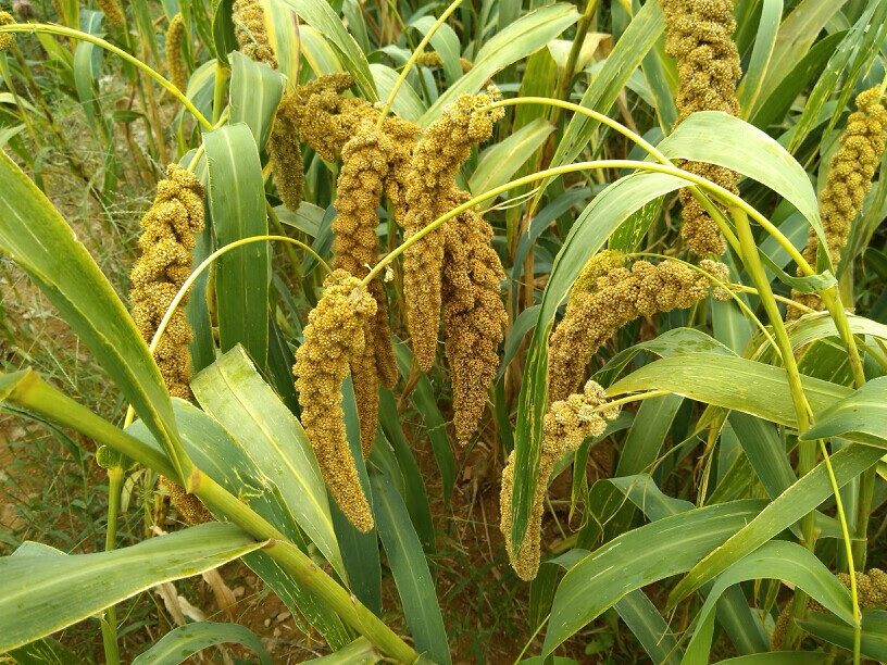 黄小米种子谷种五谷杂粮小谷子小糯米狗尾粟种子黑小米种子黄小米种子