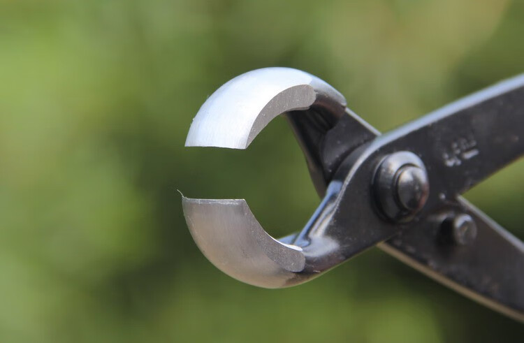 球节剪球形剪树瘤树节修剪钳盆景工具制作养护盆栽工具 b12球节剪200