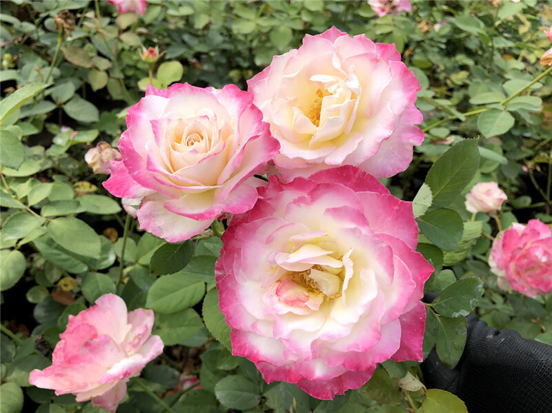 六翼天使 灌木月季花苗 盆栽花卉四季开花阳台玫瑰花苗四季开花 六翼