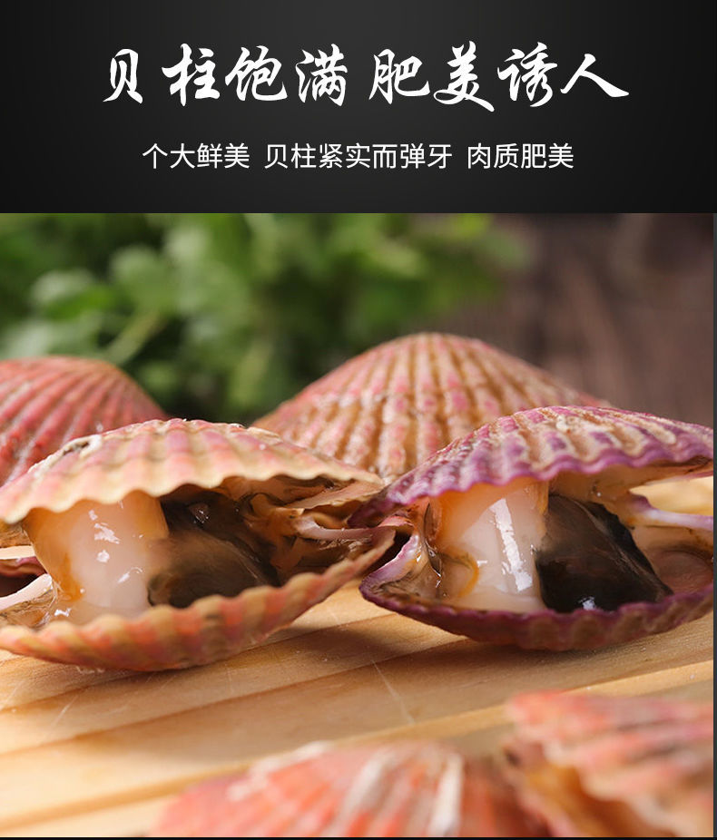 直孔港湾贝栉孔贝肉海鲜贝类 【码头直发 鲜活扇贝】净重3斤【图片